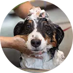 A dog receiving a wash at a grooming salon, with soap lather on its head and a person's hand gently holding its face. The scene emphasizes the dog grooming process, highlighting the care given during bathing.