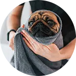 A person gently holding a wrapped pug dog in a gray towel, showcasing a dog grooming service. The dog's face is visible, with a curious expression, highlighting the care taken in the grooming process.