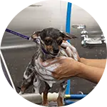 A small dog being groomed at a salon, with shampoo lathered on its fur. A person holds the dog securely with one hand while rinsing it with water from a hose. The grooming area features metal fixtures and is clean.