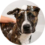 A close-up of a medium-sized dog with a brindle coat, being groomed. The dog's body shows suds from shampoo, and a person’s hand is gently touching its neck. The background is neutral, emphasizing the dog grooming process.