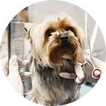 A Yorkshire Terrier undergoing dog grooming, with a groomer's gloved hands holding scissors and a comb. The dog has a fluffy coat and a focused expression, while a grooming table is partially visible in the background.