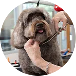 A groomer is trimming the fur of a brown dog with a scissor in a well-lit grooming salon. The dog's expression is calm as it sits on a table. Various grooming tools are visible in the background, emphasizing a dog grooming setting.