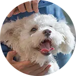 A groomer holds a small white dog with fluffy fur, showcasing a happy expression. The dog's ears are perked, and its tongue is out, indicating a playful mood. This scene captures a moment of dog grooming at a salon, emphasizing pet care.