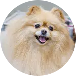 A fluffy, light-colored Pomeranian dog with a friendly expression, depicted in a grooming salon setting. The dog appears well-groomed, showcasing its healthy and thick coat, which is characteristic of dog grooming practices.