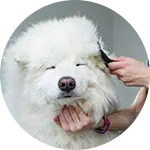 A fluffy white dog, likely a Samoyed, receives grooming. A person's hand brushes the dog's fur gently. The setting appears bright and clean, highlighting the dog grooming process at Joybound Grooming Salon.