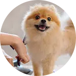A Pomeranian dog with a fluffy coat is being groomed in a salon. The dog is standing on a table, looking content and happy. A person's hand holds a grooming brush near the dog's fur, showcasing a dog grooming session in a well-lit environment.