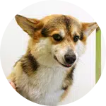 A close-up of a Corgi dog with a clean, well-groomed coat, looking gently to the side. The background is a light color, typical of a dog grooming salon, emphasizing the dog's appearance. This represents the services offered at Joybound Grooming Salon.