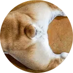A close-up view of a dog's hindquarters, featuring light brown fur with white patches. The background is a smooth surface that enhances the focus on the dog. This image relates to dog grooming services provided at Joybound Grooming Salon.
