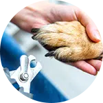 A person's hand is holding a dog's paw while using a nail clipper for grooming. The dog's paw has light brown fur, and the clipper is positioned near the nails, illustrating a dog grooming practice.