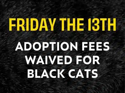 Waived Adoption Fees for Black Cats