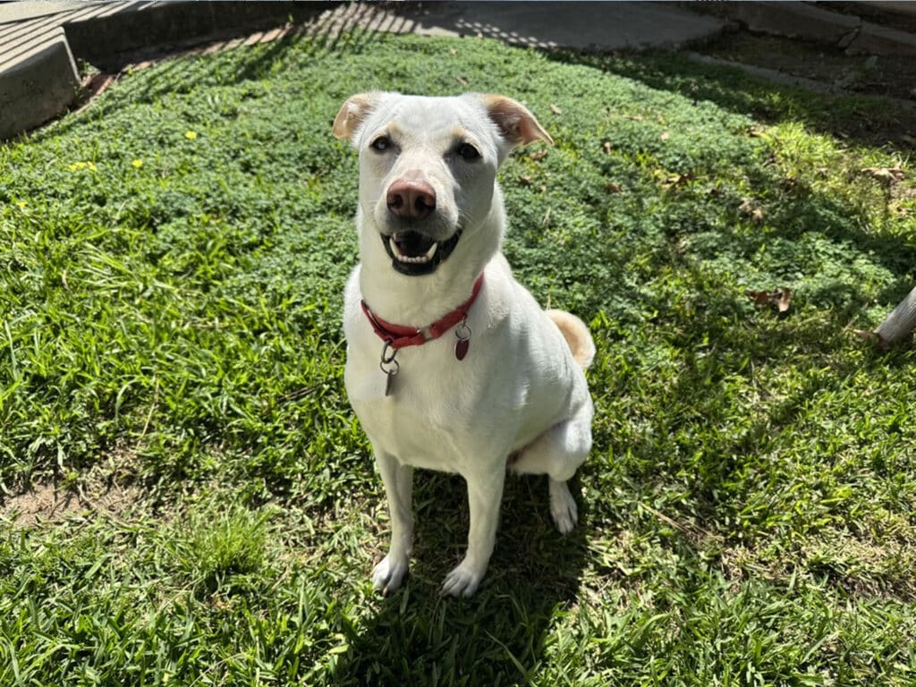 A medium-sized white dog with brown accents sits on green grass. The dog has a collar with tags and is facing the camera, appearing alert and content in a bright, sunny environment.