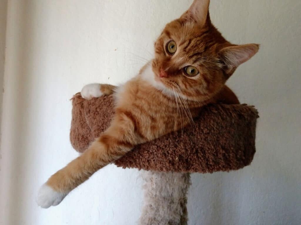 An orange tabby cat resting in a brown pet bed attached to a scratching post. The cat has its front paw extended outwards and is looking curiously at the camera, with its ears perked up and eyes wide open.