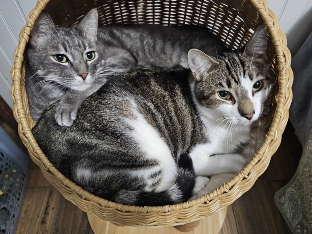 Two cats curled up together in a woven basket. The first cat is gray with darker stripes and green eyes, while the second cat has a white belly and gray-brown stripes. They are resting comfortably in the basket, which is placed on a wooden surface.