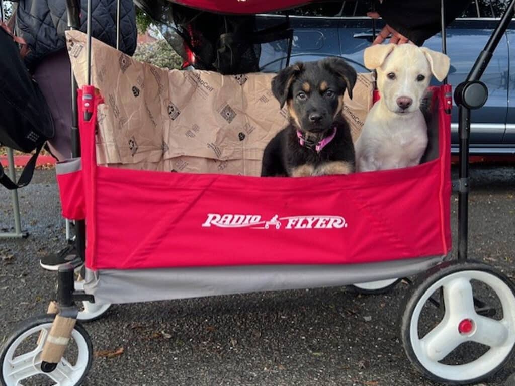 Two puppies resting in a red Radio Flyer wagon. One puppy has a black coat with brown markings and a pink collar, and the other is white with light brown spots. The wagon is parked on a gravel surface, with outdoor elements visible in the background.