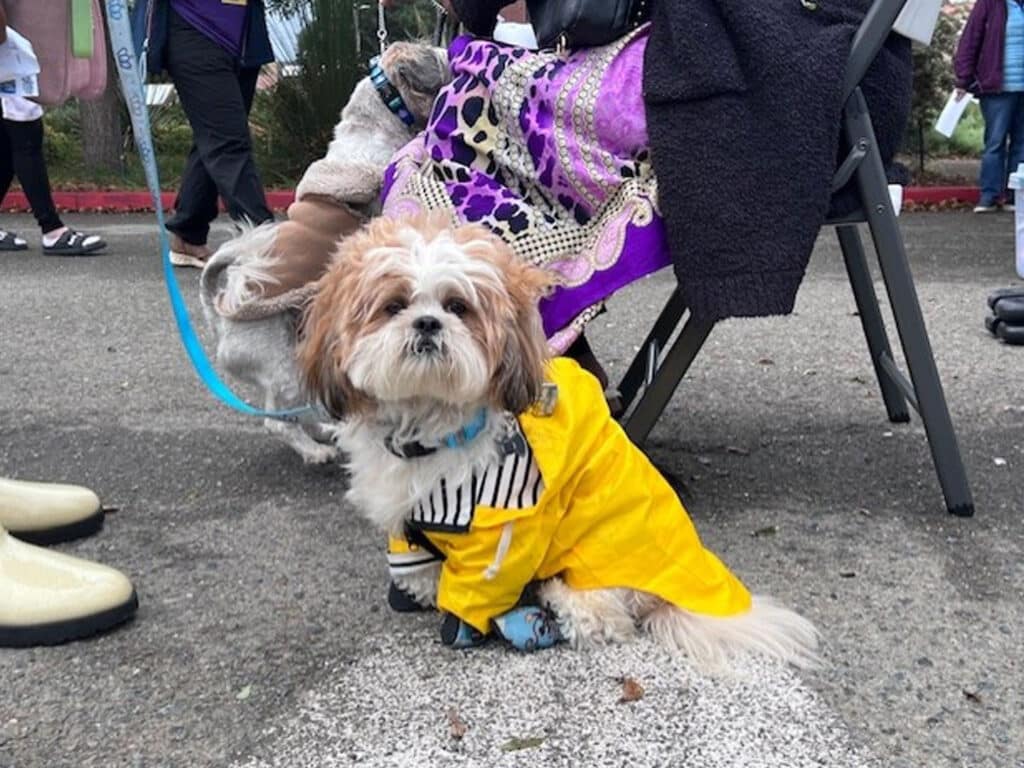 A small dog wearing a yellow raincoat and blue booties sits on the ground with a person in a purple garment seated nearby. The setting appears to be an outdoor event with people visible in the background.