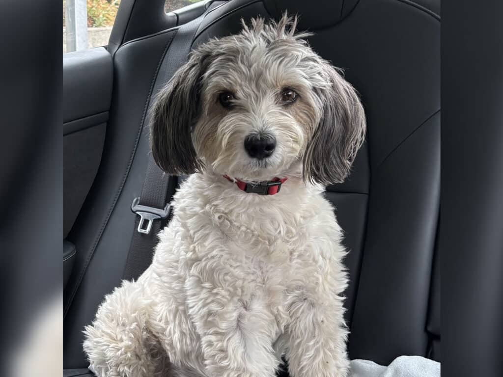 A small, fluffy dog with curly white and gray fur sitting in the back seat of a car. The dog has large, expressive eyes and a red collar, appearing alert and curious. The car's interior is modern with dark seats.