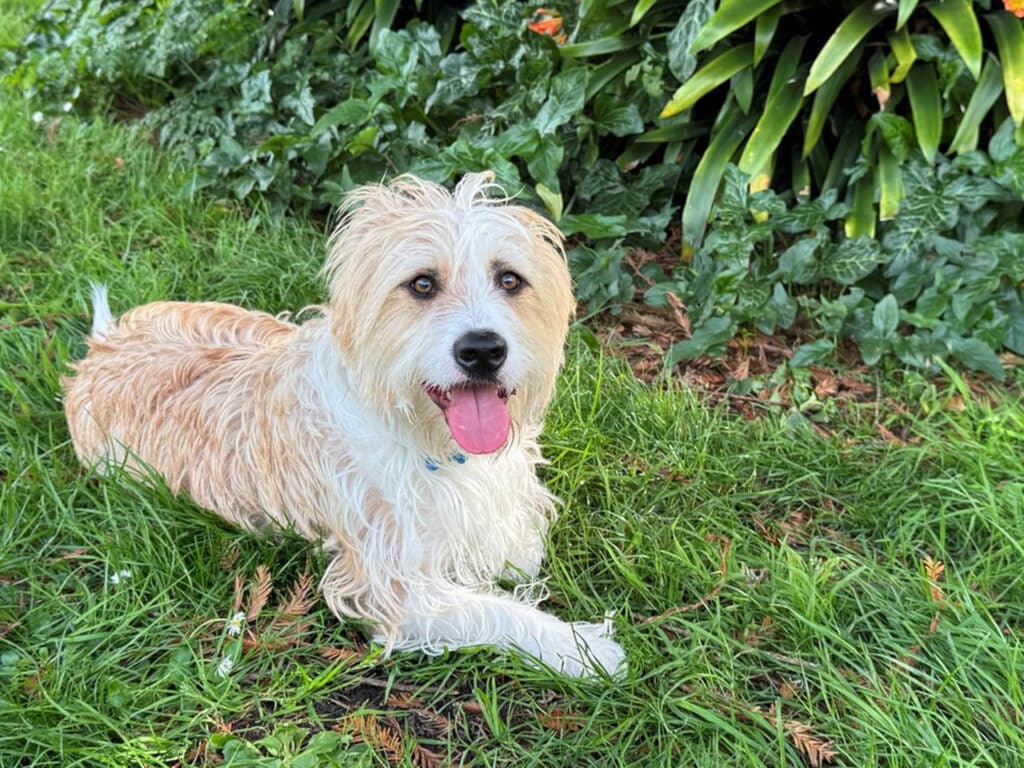A light brown and white mixed-breed dog lying on green grass with its tongue out. The dog has a shaggy coat, a friendly expression, and is surrounded by leafy plants, indicating a sunny outdoor environment.