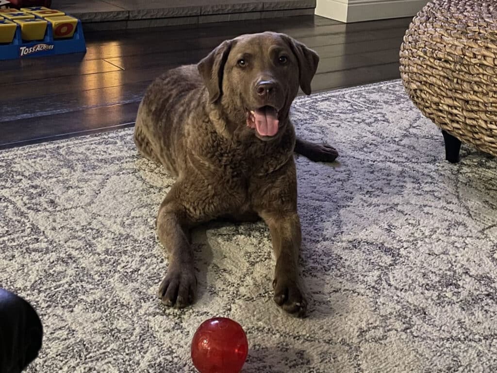A brown Labrador Retriever lying on a patterned rug indoors. The dog is looking toward the camera with its mouth open, showcasing its teeth, and has a red rubber ball in front of it. In the background, a basket and partially visible objects are present.