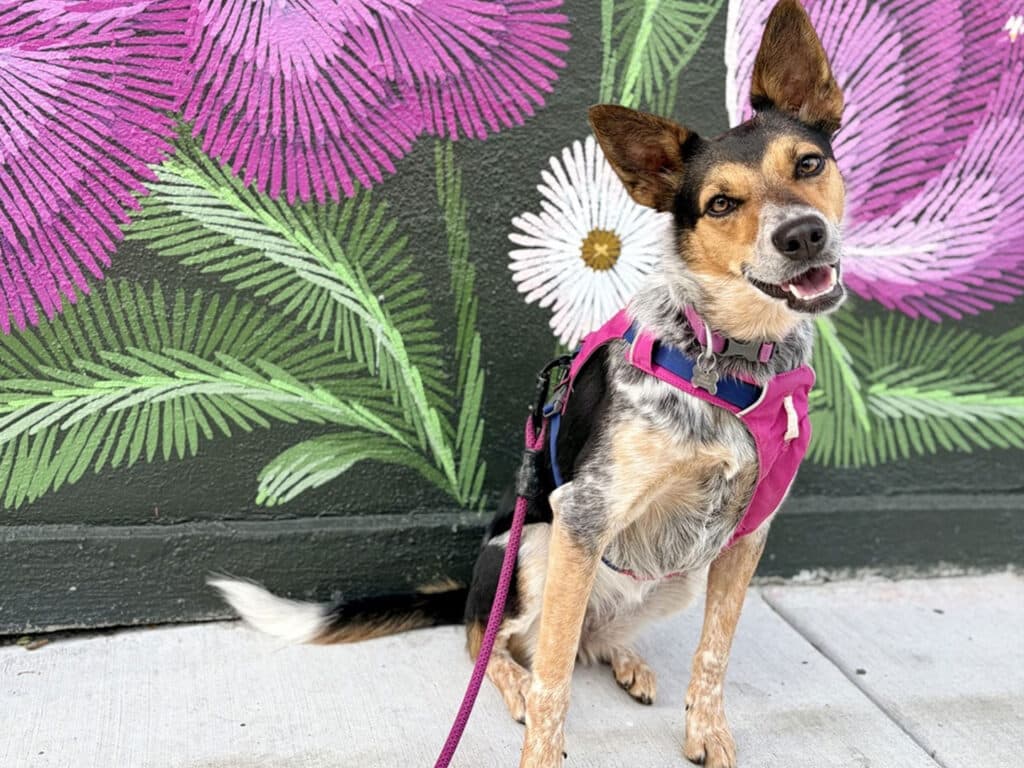 A medium-sized dog with a brown and black coat is sitting in front of a colorful mural featuring large pink flowers and green leaves. The dog is wearing a pink harness and leash, with its ears perked up and a relaxed expression.