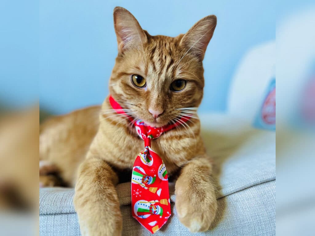 An orange tabby cat lying on a light-colored sofa, wearing a festive red tie with holiday-themed designs. The cat is looking directly at the camera, with its ears perked up and a neutral expression.