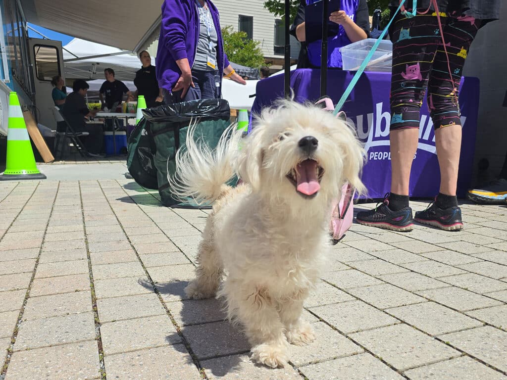A small, fluffy, white dog standing on a paved area, looking up and smiling. In the background, people gather around a tent, and a purple banner with the text "People" is partially visible. Green cones mark the area.