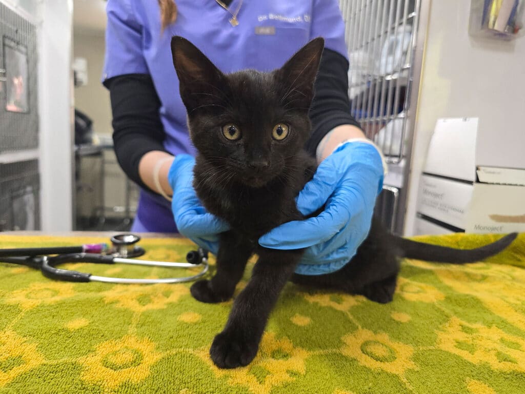 A healthcare professional wearing blue gloves holds a small black kitten on a green patterned cloth. The kitten has bright eyes and appears to be calmly standing. Background elements include a stethoscope and animal care supplies.