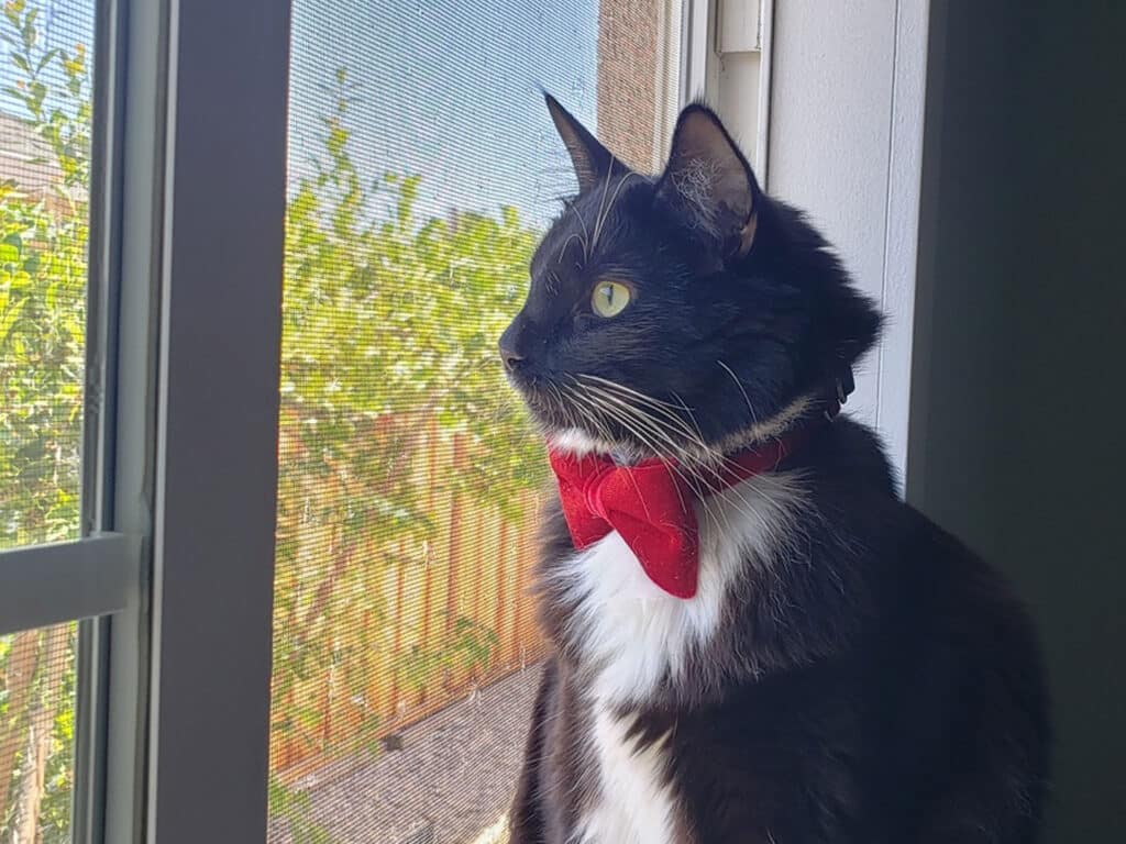 A black and white cat with a red bow tie sitting by a window, looking outside. The background features green plants and a wooden fence, indicating a sunny outdoor setting.