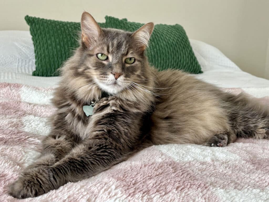 A fluffy gray cat with green eyes lying on a light pink and white patterned blanket. The cat has a teal collar with a tag and is positioned on a bed with green decorative pillows in the background.