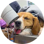 A beagle lying on a veterinary table, receiving care. An oxygen mask is placed over its face, while various medical equipment is visible nearby. This scene illustrates efforts in rescuing animals in need.