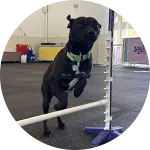 A black dog wearing a green collar is jumping over a low hurdle during a training session in a spacious facility. The background includes training equipment, highlighting the focus on dog training.