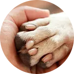 A close-up of a human hand gently holding a dog's paw, emphasizing the bond between them. This image represents the theme of rescuing animals in need, highlighting the importance of compassion in animal welfare.