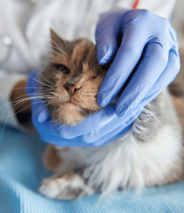A veterinarian in blue gloves holding a cat's face gently while examining its mouth, with a light blue cloth on the table. This image emphasizes the pet dental cleaning process, relevant to the affordable spay neuter clinic.