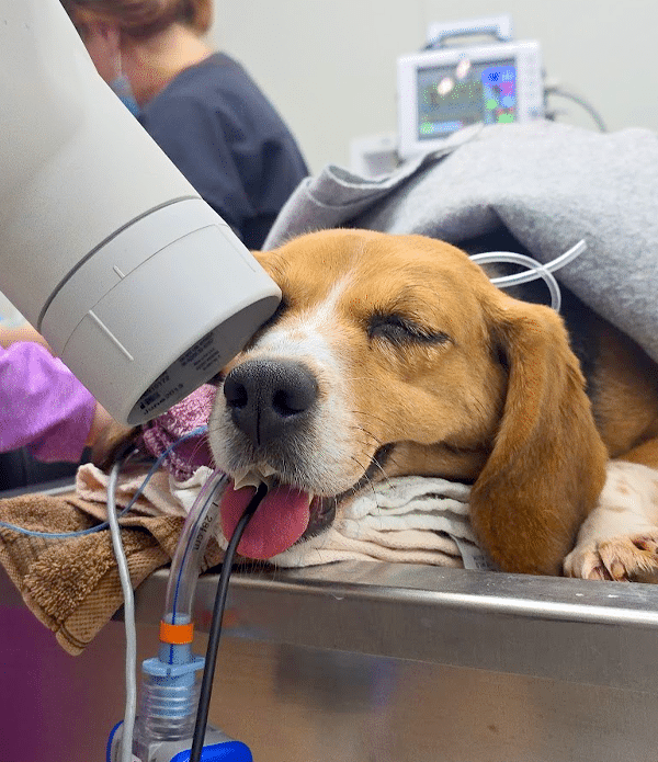 A beagle dog with closed eyes resting on a grooming table, connected to equipment for a dental procedure. In the background, a veterinarian assists with the procedure in the pet dental cleaning area of the affordable spay neuter clinic.