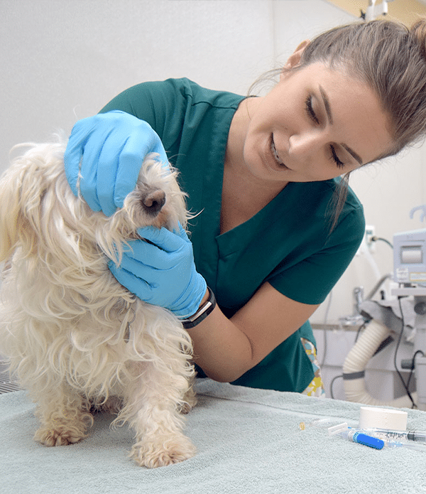 A veterinary technician in green scrubs gently examines a small, fluffy dog’s mouth in a clinic setting. The technician is wearing blue gloves, and dental cleaning tools are visible on a light green table. This scene highlights services such as those provided by the affordable spay neuter clinic.