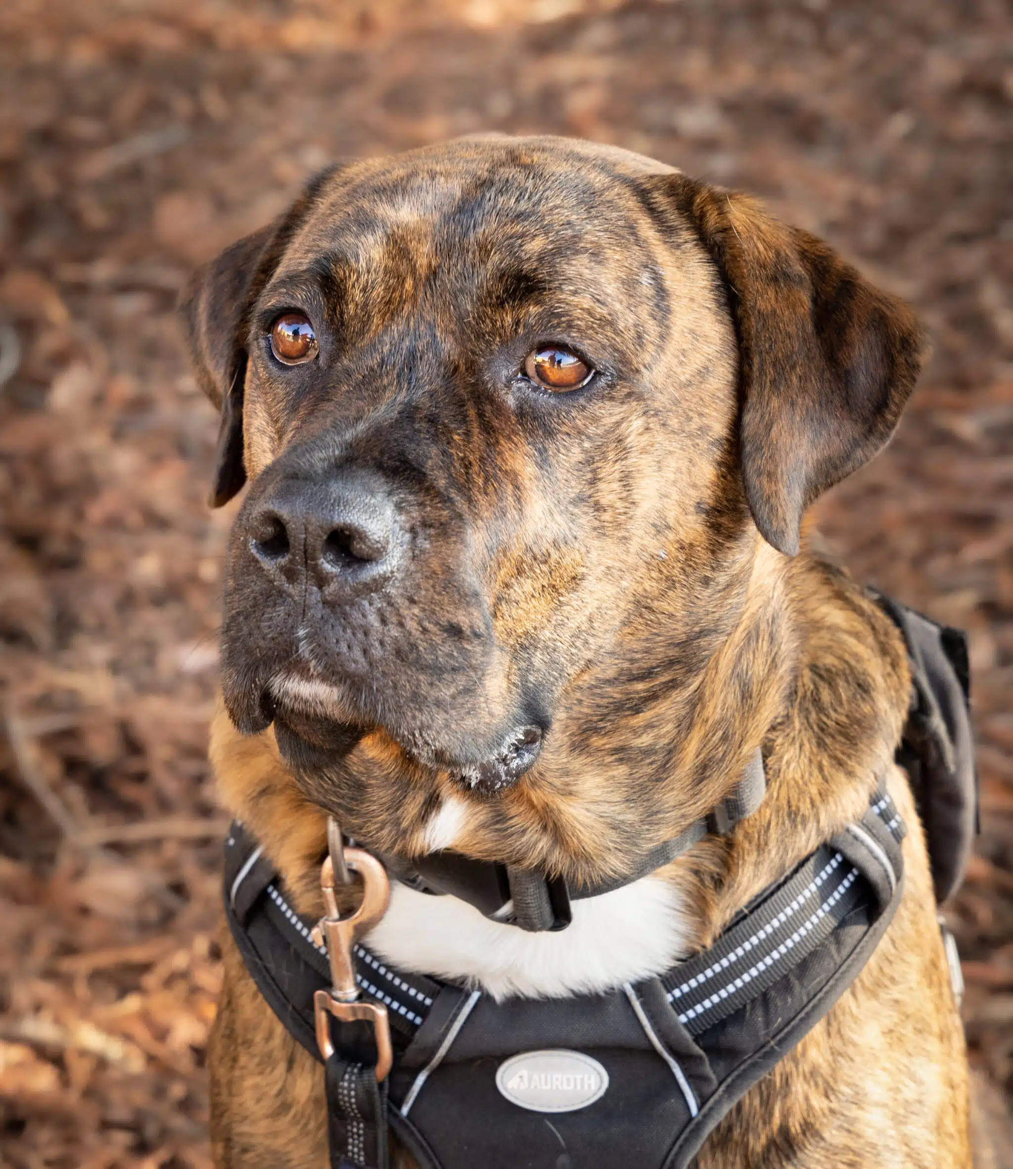 A close-up of a brindle dog wearing a black harness, looking attentively at the camera. The background consists of blurred brown leaves, suggesting an outdoor setting. This dog may serve as a Psychiatric Service Dog.