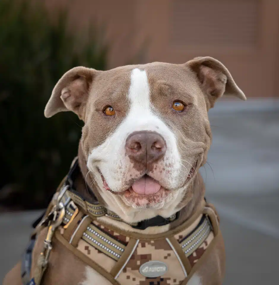 A brown and white dog wearing a camouflaged harness is looking directly at the camera. The background features green foliage and a blurred building exterior, suggesting an outdoor setting. The dog is identified as a Psychiatric Service Dog.