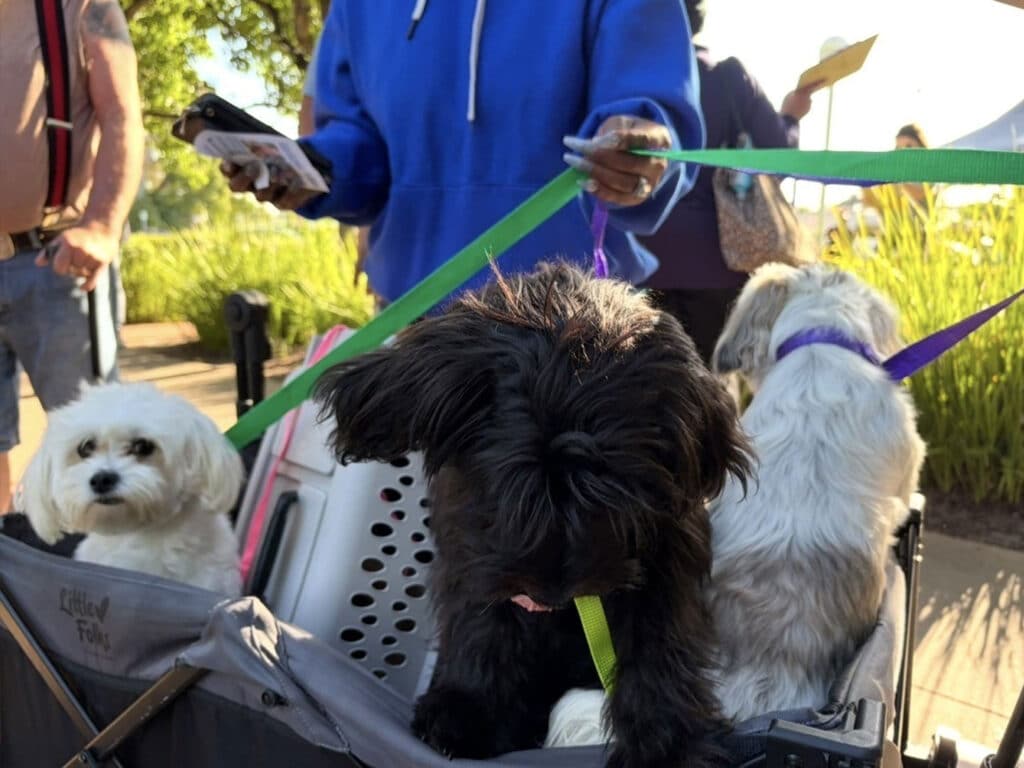 Three small dogs in a stroller at an outdoor event, with a person in a blue hoodie holding pamphlets nearby. The dogs vary in color, with one black, one white, and one cream-colored, all with leashes attached.