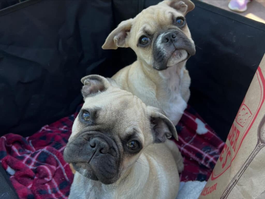 Two light brown puppies with short, wrinkled faces and large, expressive eyes are sitting together in a black carrier. One puppy is in a slightly upright position, while the other is lying down with its head tilted. They are on a red and black plaid blanket.