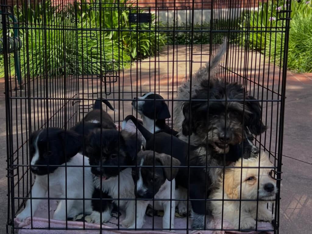 A group of seven puppies of various breeds in a wire cage. The puppies are sitting on a pink blanket inside the cage, with some looking directly at the viewer. The background includes greenery and a path.