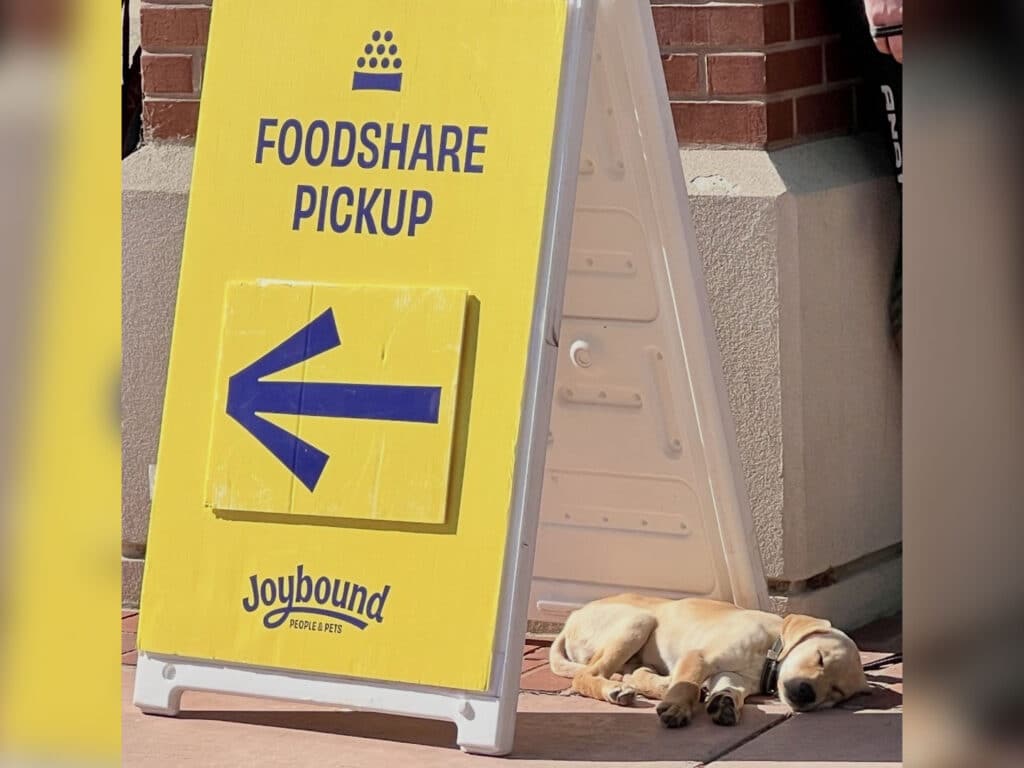 A large yellow sign displaying "FOODSHARE PICKUP" with a left arrow is placed on a sidewalk. Beside the sign, a light-colored dog is lying on the ground, resting peacefully.