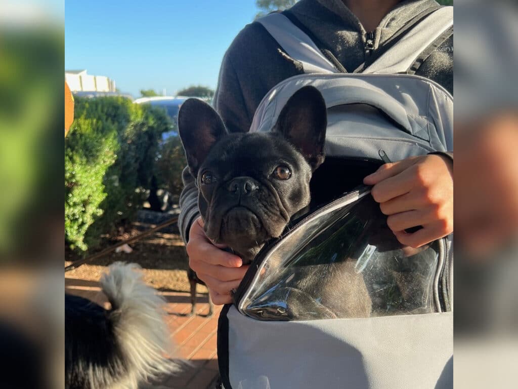 A person holding a grey pet carrier with a black French Bulldog peeking out. The background shows greenery and another dog behind the carrier, indicating a pet-friendly environment.