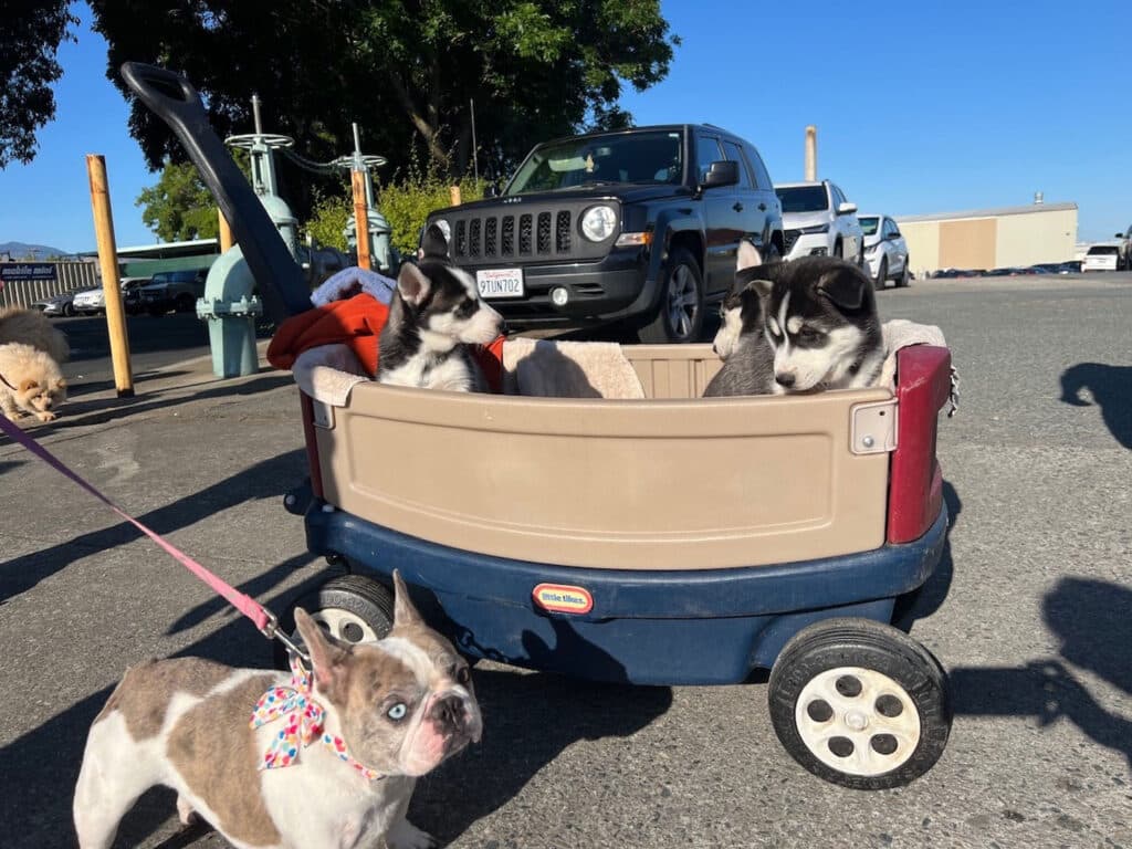 A brown and white French Bulldog stands on a paved area in the foreground, looking at a blue wagon containing two Siberian Husky puppies inside. A car is parked in the background, with trees visible in the area.