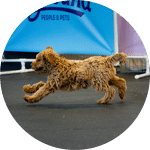 A brown, curly-haired dog is running energetically across a training area. The background features blue and pink banners with text related to pet activities. The image illustrates an engaging moment in dog training sessions.