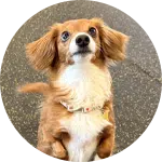 A small, brown dog with floppy ears and expressive eyes is standing on its hind legs. The dog appears focused and ready for instruction, typical of a dog training session. The background features a textured floor.