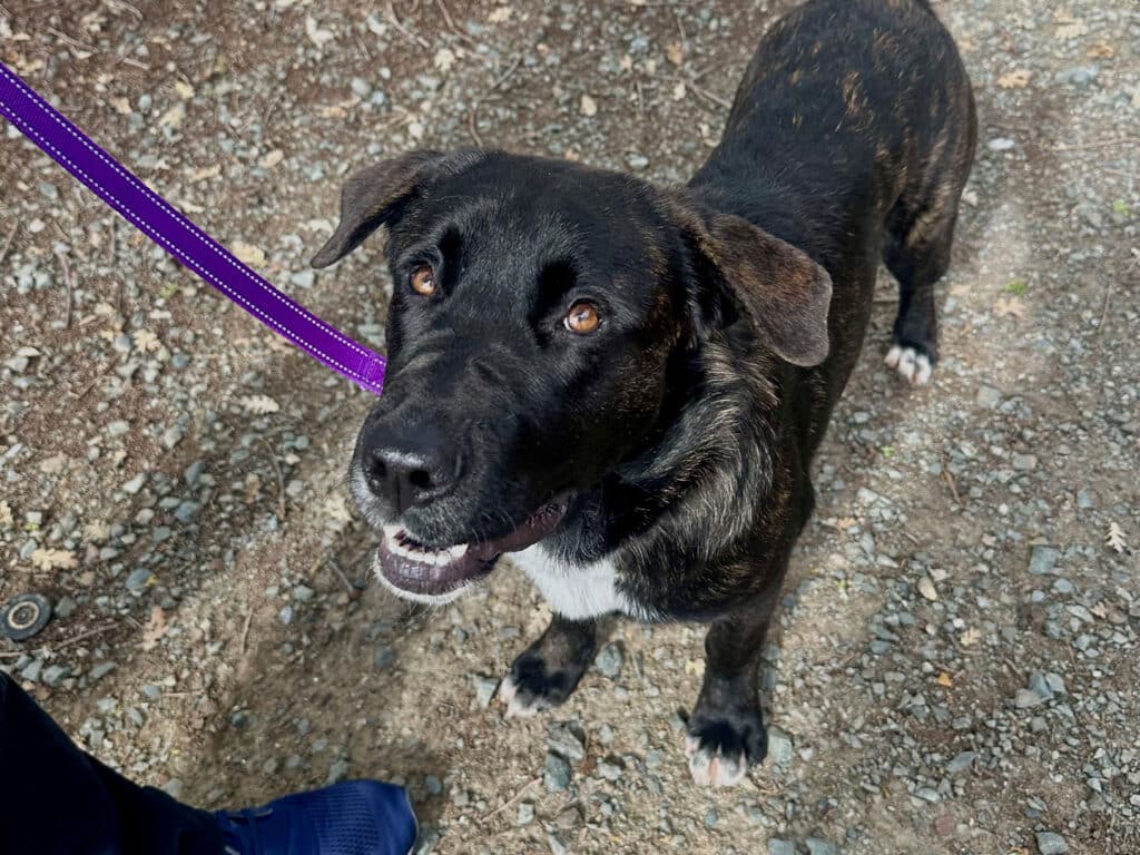 A black and brown mixed-breed dog on a leash looking up toward the camera. The dog has a white patch on its chest and is on a gravel path. A person's leg in dark pants is visible in the lower left corner.