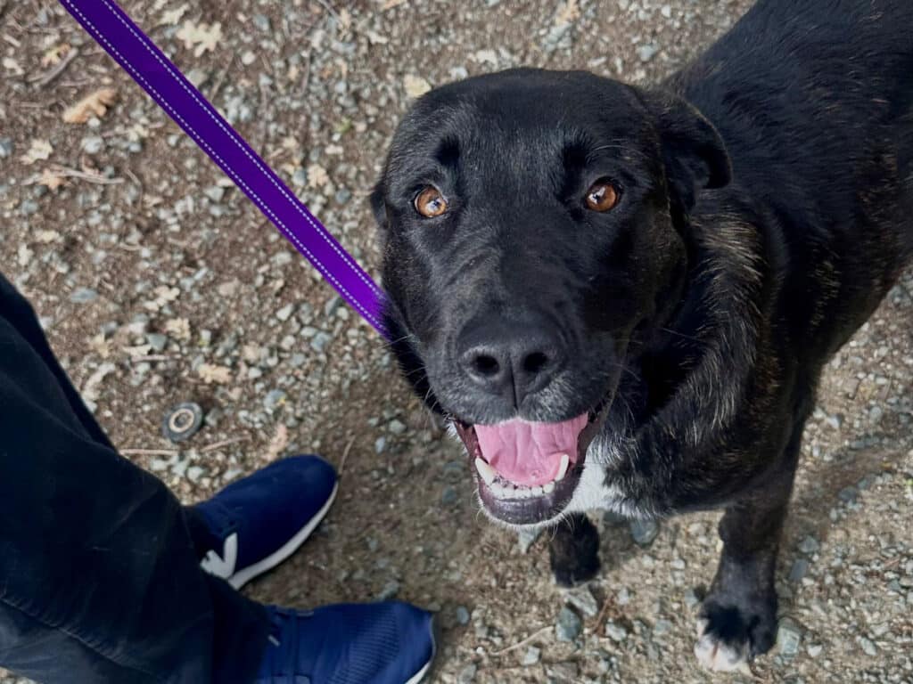 A close-up of a black dog with brown eyes and a happy expression, wearing a purple leash. A person's leg in dark pants and blue sneakers is visible on the left, standing on a gravel surface.