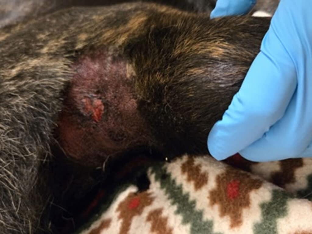 A close-up of a veterinarian's gloved hand inspecting an injured area on a dog's skin, showing redness and some irritation. The dog's fur is dark, and a patterned fleece blanket is visible in the background.