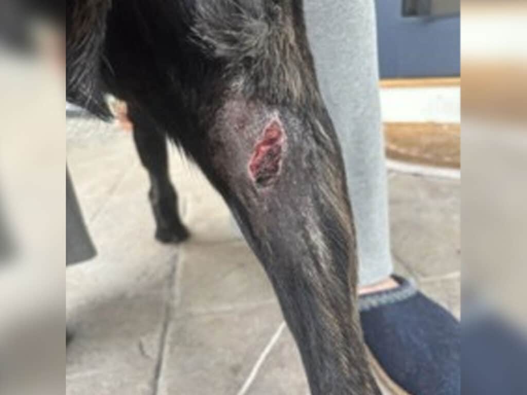 A close-up view of a dog's injured leg, showing a noticeable wound on the lower leg. The dog stands on a patio with a person wearing gray leggings and slippers visible in the background.