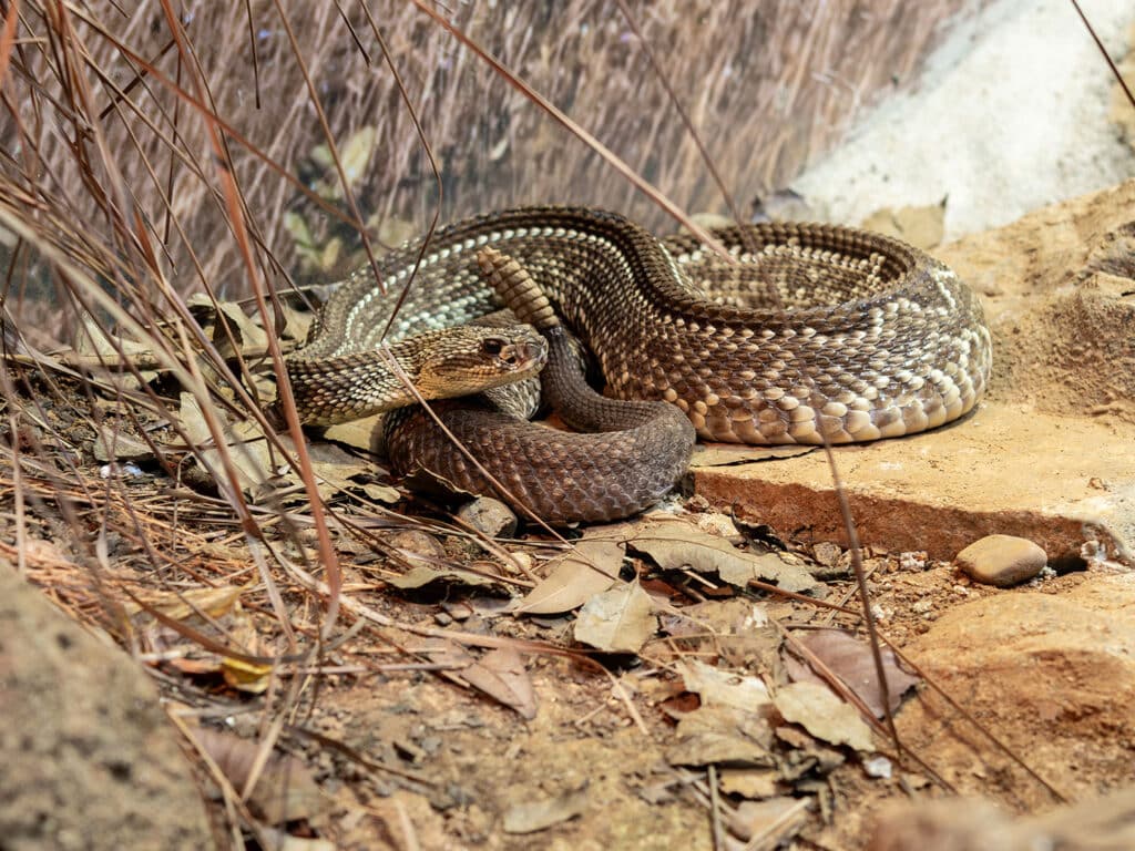 A coiled snake resting on the ground among dry leaves and small stones, with a textured, patterned body. The background shows a blurred rock formation, creating a natural habitat setting.