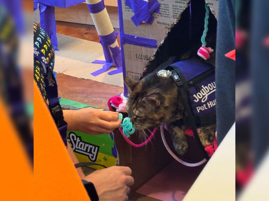 A person in a black shirt interacts with a cat wearing a blue Joybound Pet Hugger vest. The cat is peeking out from a cardboard structure decorated with colorful items, while the person holds a toy near the cat.